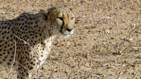 肖像猎豹跟踪纳米比亚非洲