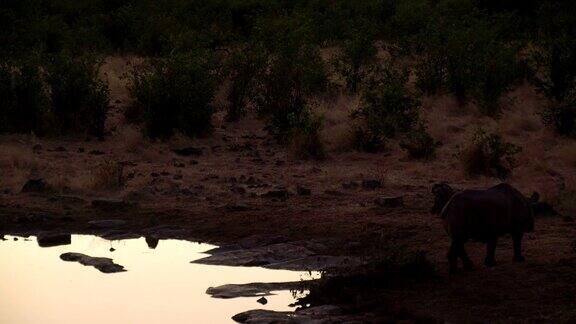 黄昏水潭边的LS犀牛