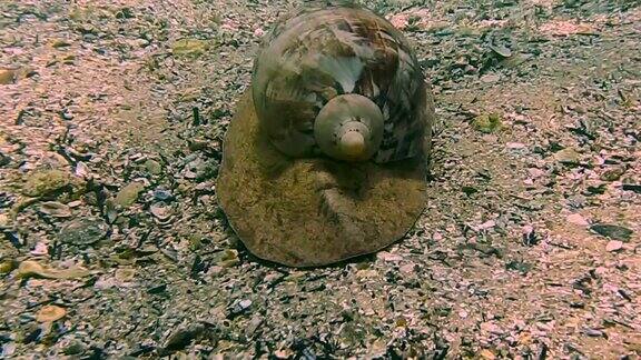 大海螺动物移动在雪莱海滩曼利