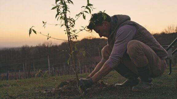 日落时分一名男性农民在农村山坡上种植果树