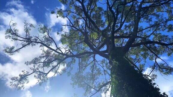 桉树的树干上有云的天空
