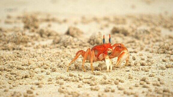 加拉帕戈斯群岛圣克里斯托巴尔岛海滩上的鬼蟹