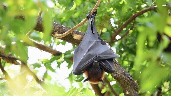 野生挂在树上的蝙蝠(狐蝠)