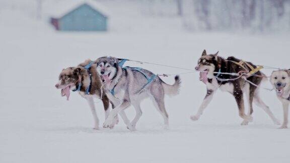 一群雪橇狗在雪地里奔跑