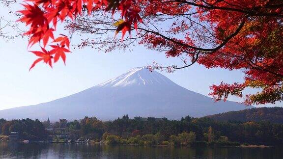 秋天的富士山川口吾湖的红枫