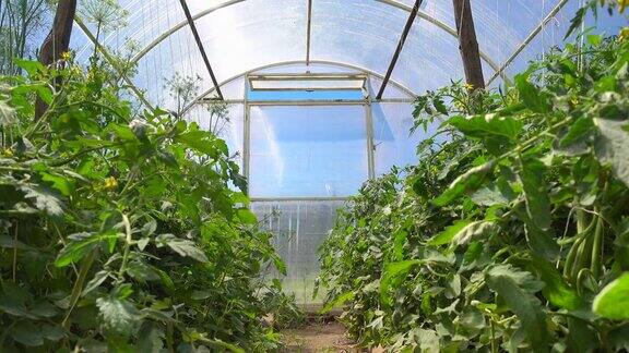 蔬菜作物在宽敞的温室里成行地生长
