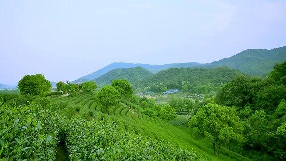 天空茶树山丘和农场实时