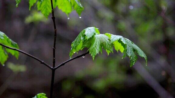 雨