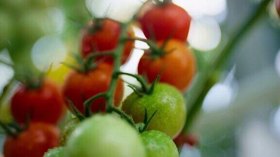 露珠番茄植株成熟蔬菜农场特写高的抗氧化