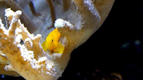 一条藏在珊瑚叶上的黄色鱼