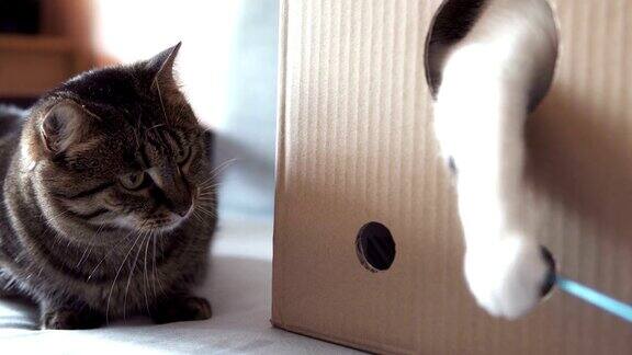 猫坐在盒子里从洞里玩