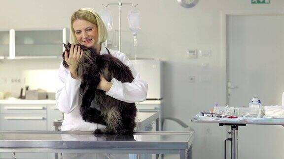 友好的兽医抚摸着一只猫