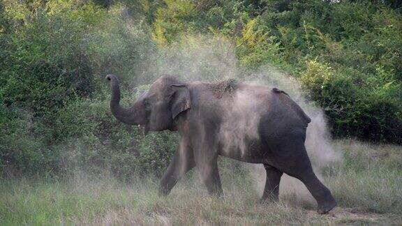 斯里兰卡一头大象在野外行走