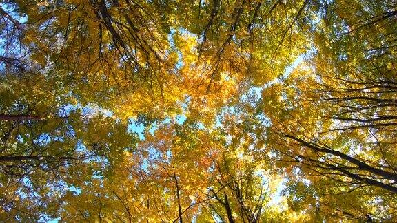 美丽的秋天金色的森林与蓝天落叶的橘子树
