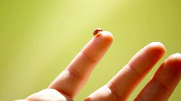 Ladybug在人的手指上的特写镜头