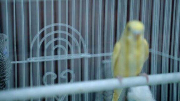 黄金丝雀在笼子里跳