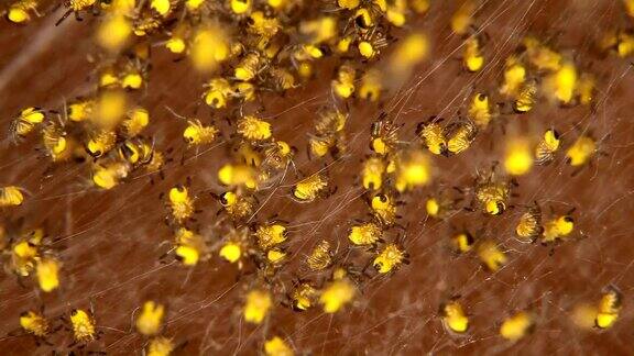 数以百计刚出生的黄色小蜘蛛