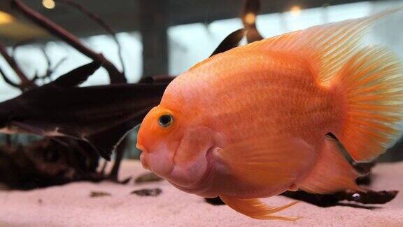 海洋水族馆金鱼鹦鹉游泳在一个宽敞的长方形水族馆在餐厅的大厅平稳运动的鱼藻类和鹅卵石在水族馆的底部模式Copyspace