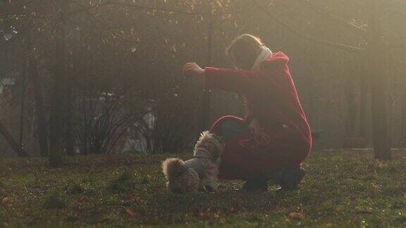 布鲁内特在公园草地上训练灰色夹克的希兹狗