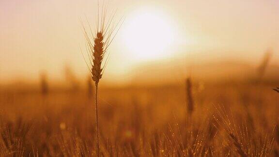 日落时麦田里的小麦穗