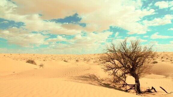 撒哈拉景观沙丘风和枯树