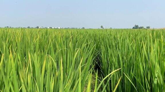 稻田印度农村的农业用地
