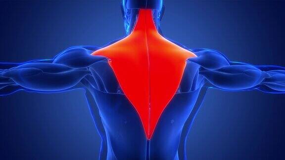 人体肌肉系统躯干肌肉斜方肌解剖动画概念