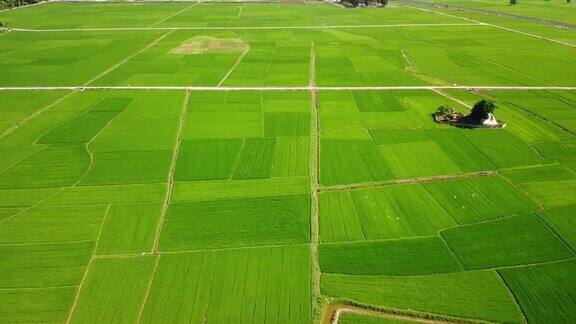 风景如画的鸟瞰图绿色的稻田在农村的夏天的一天