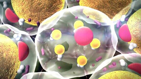 细胞细胞结构