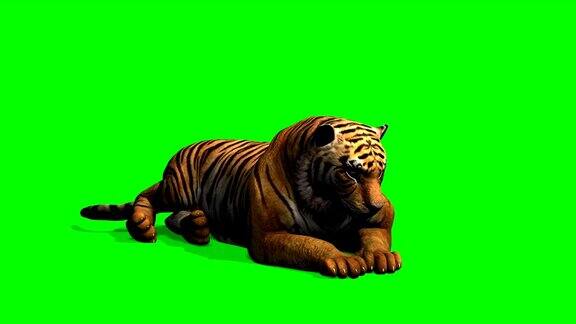 老虎躺着环顾四周绿屏