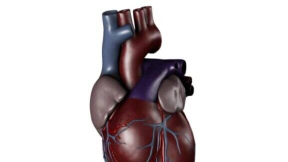 用于医学研究的人类心脏