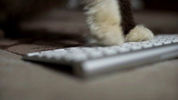 一只猫在键盘上打字的特写
