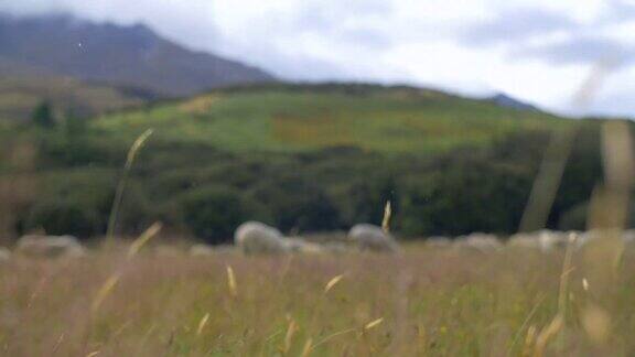 羊吃着随风飘动的草
