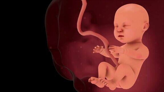 母亲子宫内未出生的婴儿或胎儿