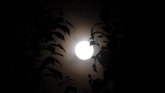 月圆之夜树木剪影