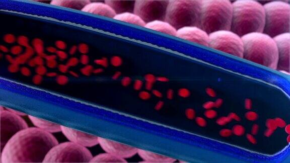 红细胞动脉