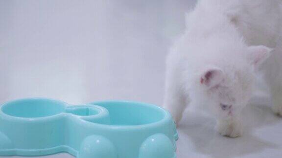 白色可爱的小猫吃