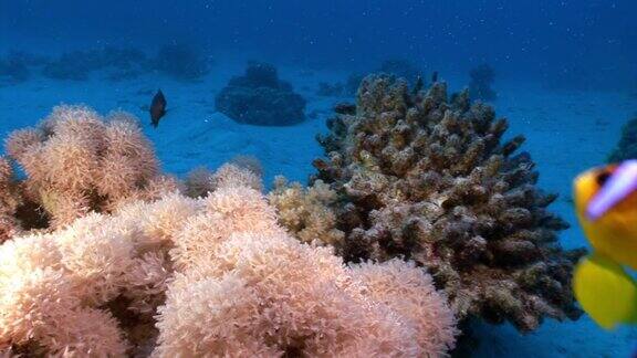 水下放松视频关于红海珊瑚礁