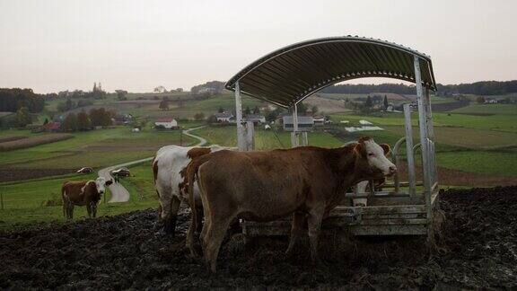 一群从食槽里吃东西的牛