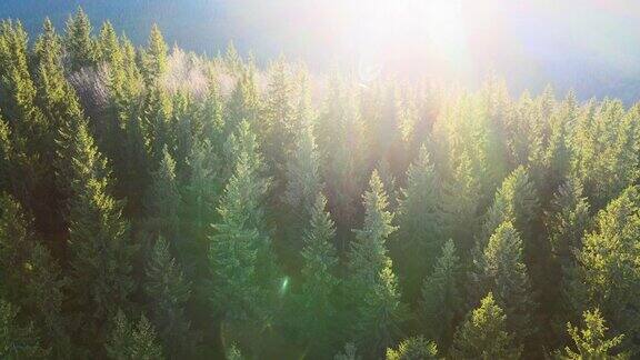 鸟瞰图明亮的阳光照亮光束雾黑暗的森林与松树在秋天日出雾蒙蒙的黎明令人惊叹的野生森林环境与自然保护理念