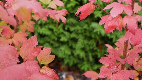 秋天红红的枫叶树枝生动的秋天树叶在森林或树林