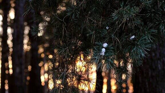 美丽的松枝在夕阳的风里摇摆松枝上的雪冬日傍晚森林里的太阳