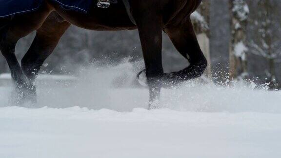 慢镜头:马和骑手在冬天森林的新雪毯上奔跑