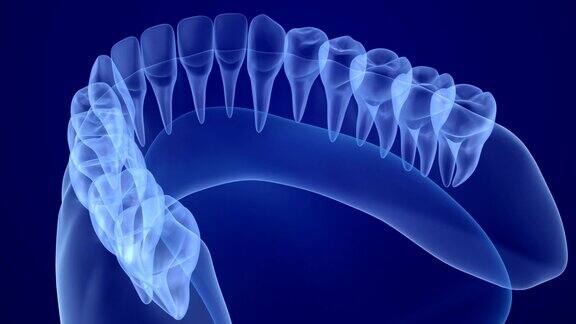 口腔牙龈和牙齿x光视图医学上准确的牙齿3D动画