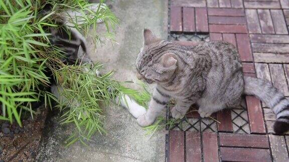 一只可爱的猫与银竹树麝香猫天然药用植物