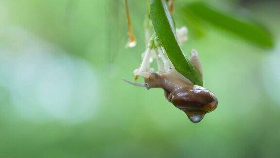 下雨天在叶子上的蜗牛