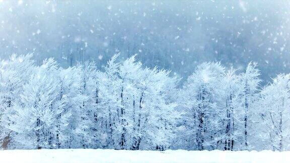 公园里冬天的树真正的雪慢动作