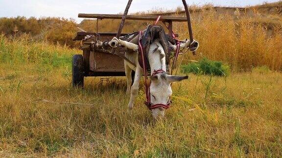 白色的驴拉着一辆车在田野里