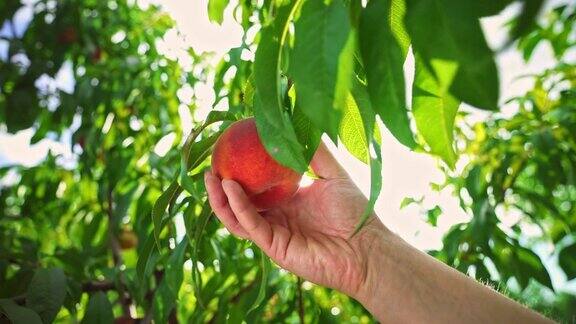 女人摘熟了的大桃子水果在阳光下成熟令人难以置信的果园神奇的阳光