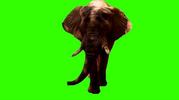 绿色屏幕上的大象